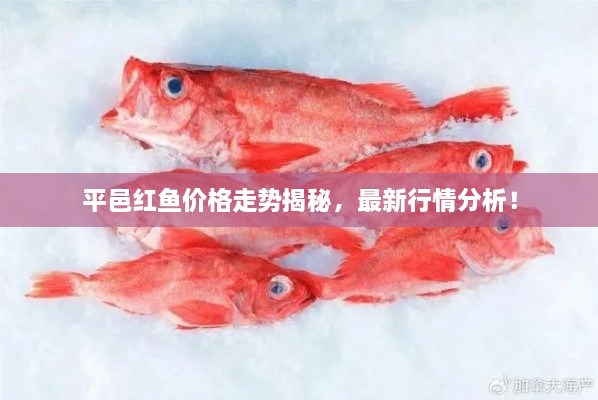 平邑紅魚(yú)價(jià)格走勢(shì)揭秘，最新行情分析！