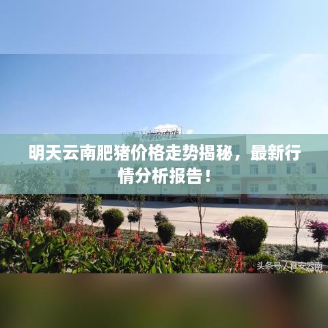 明天云南肥豬價格走勢揭秘，最新行情分析報告！