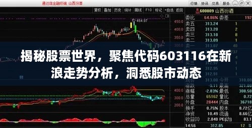揭秘股票世界，聚焦代碼603116在新浪走勢(shì)分析，洞悉股市動(dòng)態(tài)