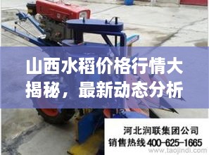 山西水稻價格行情大揭秘，最新動態(tài)分析！