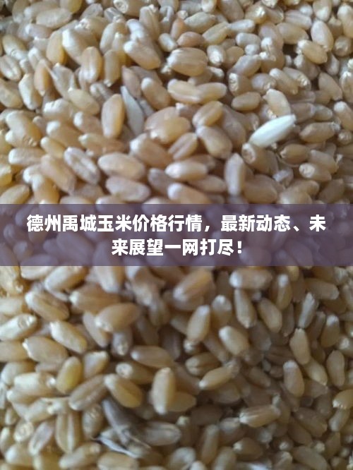 德州禹城玉米價格行情，最新動態(tài)、未來展望一網(wǎng)打盡！
