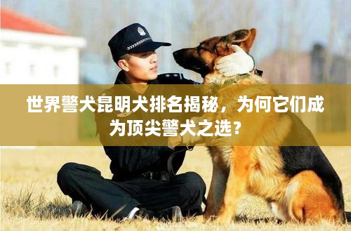 世界警犬昆明犬排名揭秘，為何它們成為頂尖警犬之選？