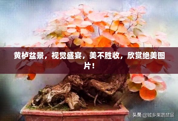黃櫨盆景，視覺盛宴，美不勝收，欣賞絕美圖片！