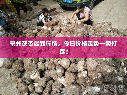 亳州茯苓最新行情，今日價(jià)格走勢(shì)一網(wǎng)打盡！