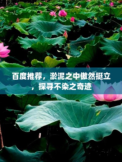 百度推薦，淤泥之中傲然挺立，探尋不染之奇跡