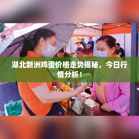 湖北新洲雞蛋價(jià)格走勢(shì)揭秘，今日行情分析！