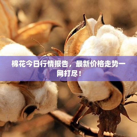 棉花今日行情報(bào)告，最新價(jià)格走勢(shì)一網(wǎng)打盡！