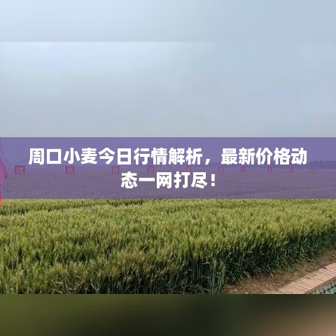 周口小麥今日行情解析，最新價(jià)格動(dòng)態(tài)一網(wǎng)打盡！