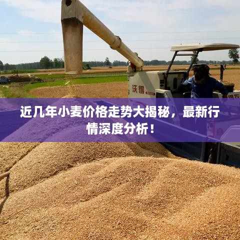 近幾年小麥價格走勢大揭秘，最新行情深度分析！
