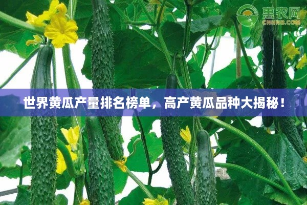 世界黃瓜產(chǎn)量排名榜單，高產(chǎn)黃瓜品種大揭秘！