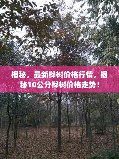 揭秘，最新櫸樹價格行情，揭秘10公分櫸樹價格走勢！