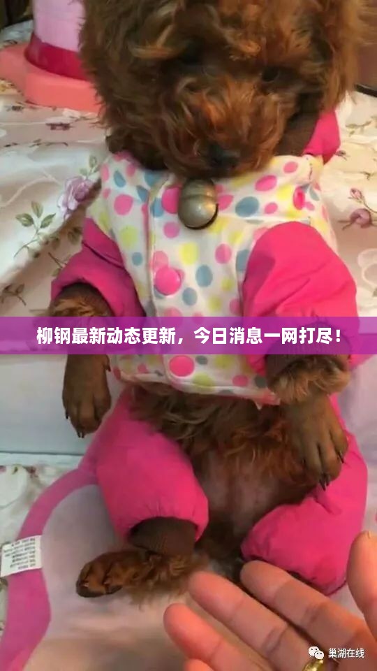 柳鋼最新動態(tài)更新，今日消息一網(wǎng)打盡！