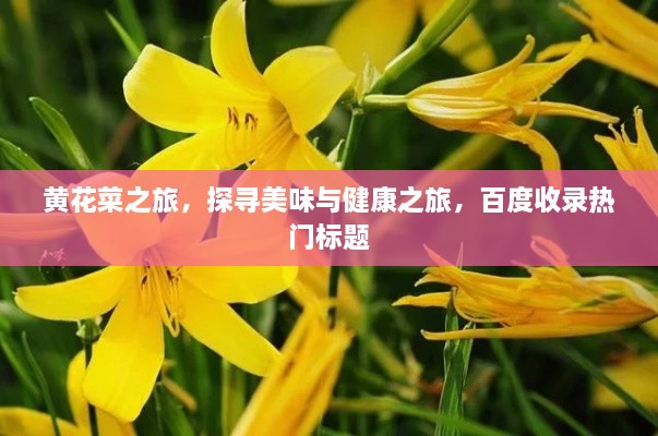 黃花菜之旅，探尋美味與健康之旅，百度收錄熱門標(biāo)題