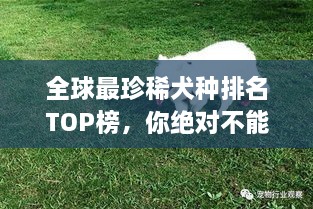全球最珍稀犬種排名TOP榜，你絕對不能錯(cuò)過！